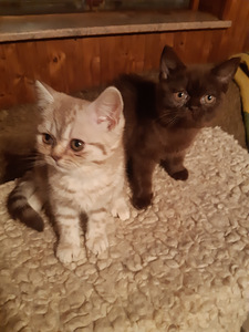 Британский котенок (4 фото из 5)