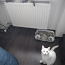 Кот белый ангорский (фото #3)