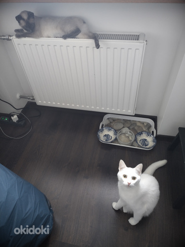 Kass valge Angora (foto #3)
