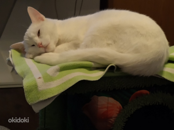 Kass valge Angora (foto #6)