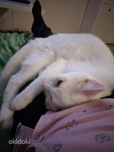 Kass valge Angora (foto #7)