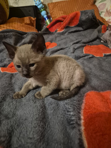 Котята донского сфинкса (2 фото из 3)