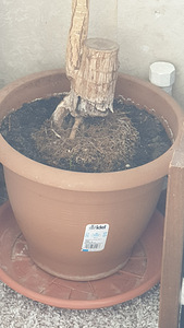 Yucca puu. yucca puu (2 foto / 2)