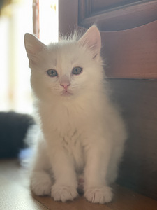 Котята, kiisud (2 фото из 4)