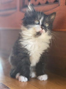 Котята, kiisud (4 фото из 4)