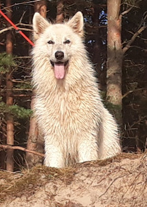 Valge šveitsi lambakoer (2 foto / 4)