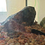 Akvaarium 120L kaladega + kapp (foto #4)