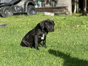 Ameerika pitbullterjer (2 foto / 4)