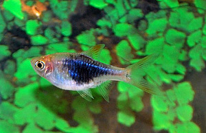 Tetra akvaarium 55l (4 foto / 7)