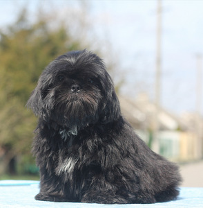 Shih tzu kutsikad (1 foto / 7)