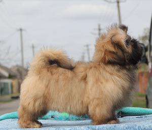 Shih tzu kutsikad (6 foto / 7)