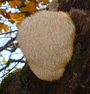 SEEN - lõvilakk-korallnarmik / lõvilakas / lion's mane (1 foto / 3)