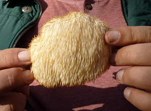 SEEN - lõvilakk-korallnarmik / lõvilakas / lion's mane (2 foto / 3)