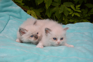 Ragdoll (1 фото из 3)