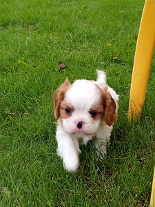 Cavalier King Charles Spaniel (4 фото из 10)