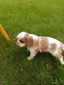 Cavalier King Charles Spaniel (6 фото из 10)