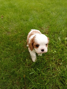 Cavalier King Charles Spaniel (7 фото из 10)