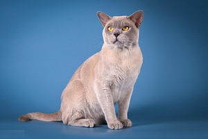 Burma