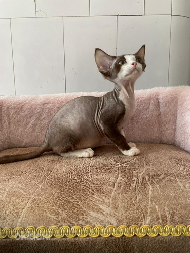 Devon Rex