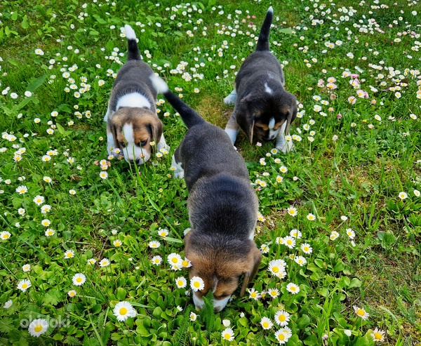 Beagle kutsikad (foto #6)
