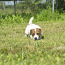 Jack Russel Terrier (foto #4)