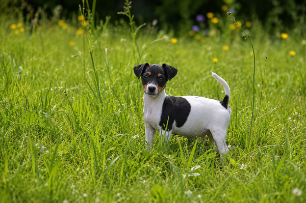 Jack Russell Terrier