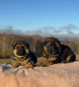 Saksanpaimenkoiran pennut (2 valokuva sivusta 10)