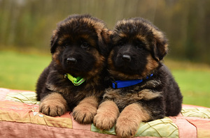 Saksanpaimenkoiran pennut (2 valokuva sivusta 10)