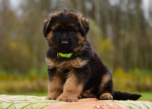 Saksanpaimenkoiran pennut (3 valokuva sivusta 10)