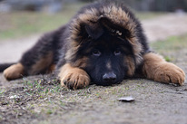 Saksanpaimenkoiran pennut