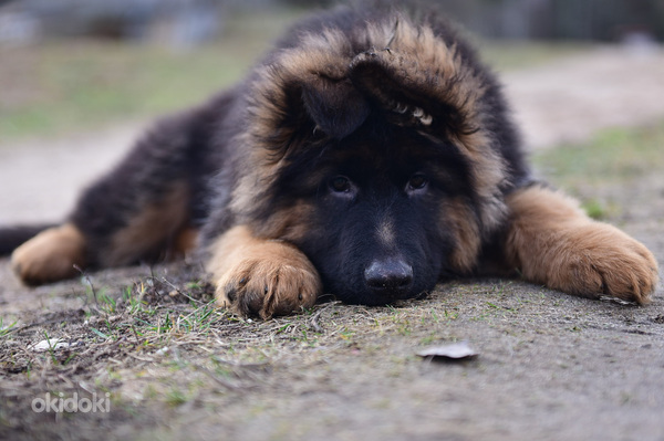 Saksanpaimenkoiran pennut