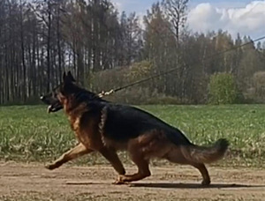 Saksa lambakoera kutsikad (6 foto / 8)