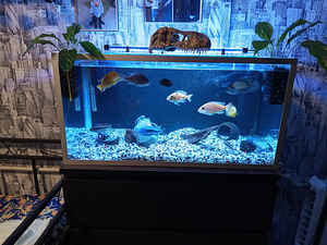 Soome akvaarium 120 liitrit (1 foto / 4)
