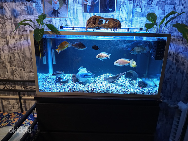 Soome akvaarium 120 liitrit