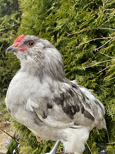 Ameraucana noorpaar-sinised munad (6 foto / 6)