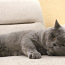 Британский котик приглашает на вязку (фото #3)