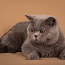 Клубный британский кот приглашает на вязку (фото #4)