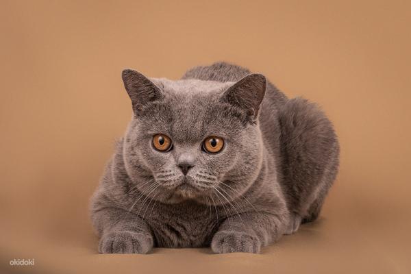 Клубный британский кот приглашает на вязку (фото #6)