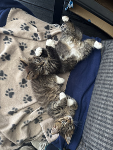 Котенок/ kassipoeg (4 фото из 5)