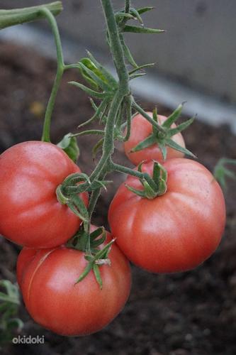 Produktiivsete tomatisortide kvaliteetsed seemikud (foto #6)