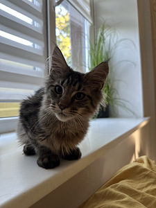 Котенок мейнкун (4 фото из 4)
