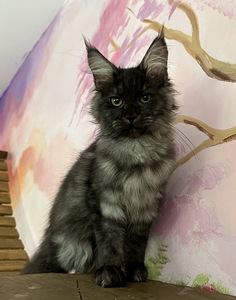 Кошка мейнкун девочка (3 фото из 5)