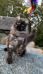 Mainecoon kass (2 foto / 5)