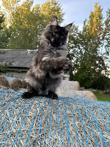 Mainecoon kass (4 foto / 5)
