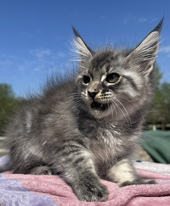 Maine coon (5 фото из 6)