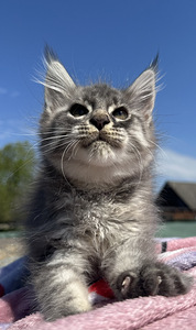Maine coon (1 фото из 6)
