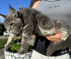 Mainecoon (4 foto / 7)