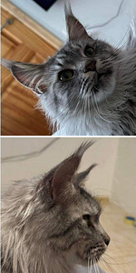 Mainecoon (7 foto / 7)