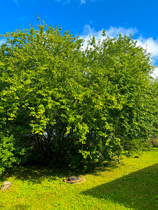 Jaanikese, Valga vald, Valgamaa (8 foto / 26)