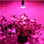 Led фито лампы для растений 2w, 4.5w, 10wv (фото #1)